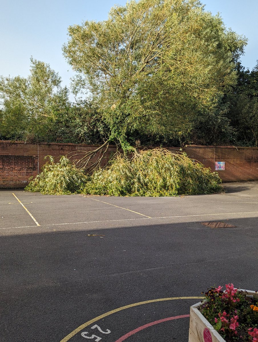 shinyad's tweet photo. @belfastcc any chance this tree could get removed from Blythefield Primary School. It has broken and fell into the playground. https://t.co/BrjJ69Wc87