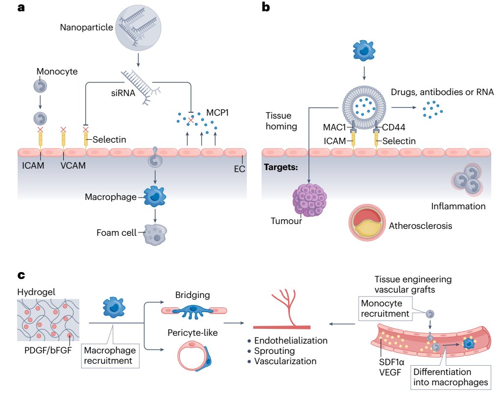 Our latest Perspective by Sharon Gerecht &amp; colleagues  discusses how microenvironmental cues from the extracellular matrix guide macrophage-endothelium interactions, and how biomaterials can be used to replicate these interactions: nature.com/articles/s4157…
<a href="/YaGuan7/">Ya Guan</a> @Gerechtlab