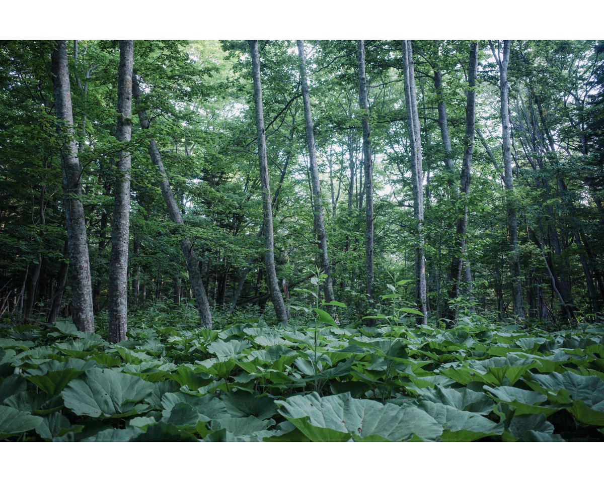 佐藤公俊|Sountrive tweet media