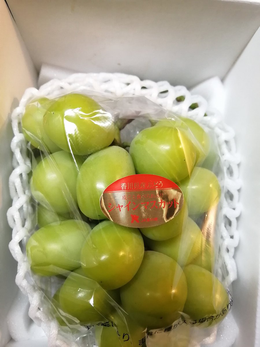JapanLifeTV's tweet image. Ich hab noch nie so dicke Trauben gegessen! 🤤🍇
#japan #Trauben