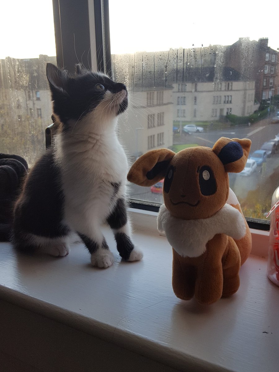 lumadum's tweet photo. I've been a cat dad for 5years now 😻 only thing i've loved more is the person i got her for 🤪 https://t.co/0G2DUIyVCy