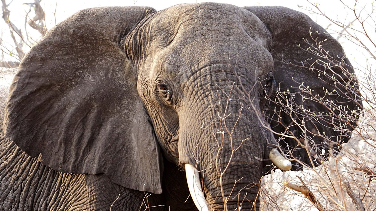 GermanyinZambia's tweet photo. #KAZA Launches its 2022 KAZA Elephant Survey results! 
The survey of the five KAZA countries Angola, Botswana, Namibia, Zambia &amp; Zimbabwe shows elephant populations are stable! 🐘💪🙂
Supported by @BMZ_Bund
Via @KfW_Zambia &amp; many other partners!  https://t.co/dXnsmd2hS2 https://t.co/14RXEdNTz0