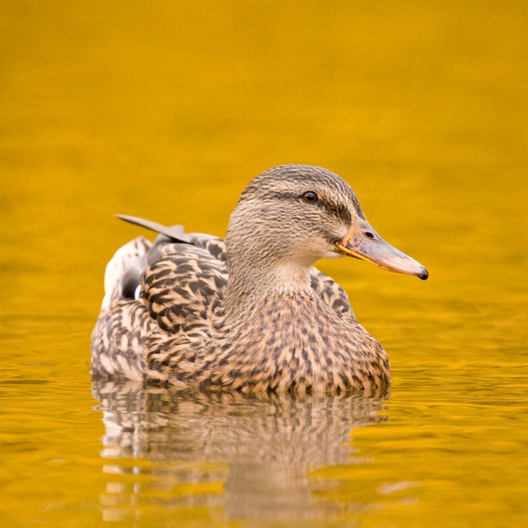 WWTCastleEspie's tweet photo. #Autumn is here! 🍂

The new season is jam-packed with events at #WWTCastleEspie. 

Read your full round-up in our latest blog post 👉 https://t.co/KqWBzAZTgW 

#EmbraceAGiantSpirit #DiscoverNI #VisitAND #LoveAND #DiscoverAND @ni4kids @DiscoverNI @NIFamilyBlog https://t.co/w9XcE602uU