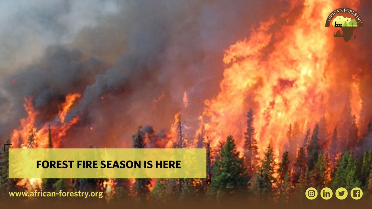 🔥🌲 Embrace the Challenge, Tanzania! 🌲🔥

As the seasons change, so does our responsibility. The  Forest Fire Season has arrived in Tanzania, and it's time to stand together for our environment. 🌍🌳

Join us in safeguarding our precious forests and wildlife.🙌🔥 🇹🇿🌲
