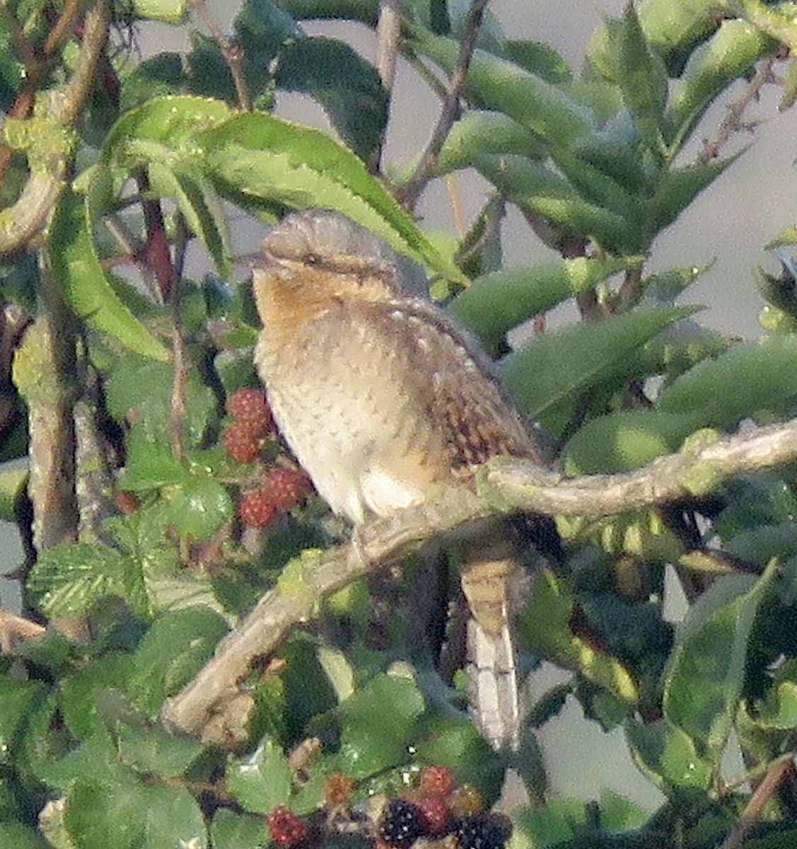 The dog flushed a Wryneck at Northward hill last night, and I only had a few flight views, showed better this morning though! ( many thanks to @OreillyReilly2  for early morning call. View from Ernie Hemsley viewpoint