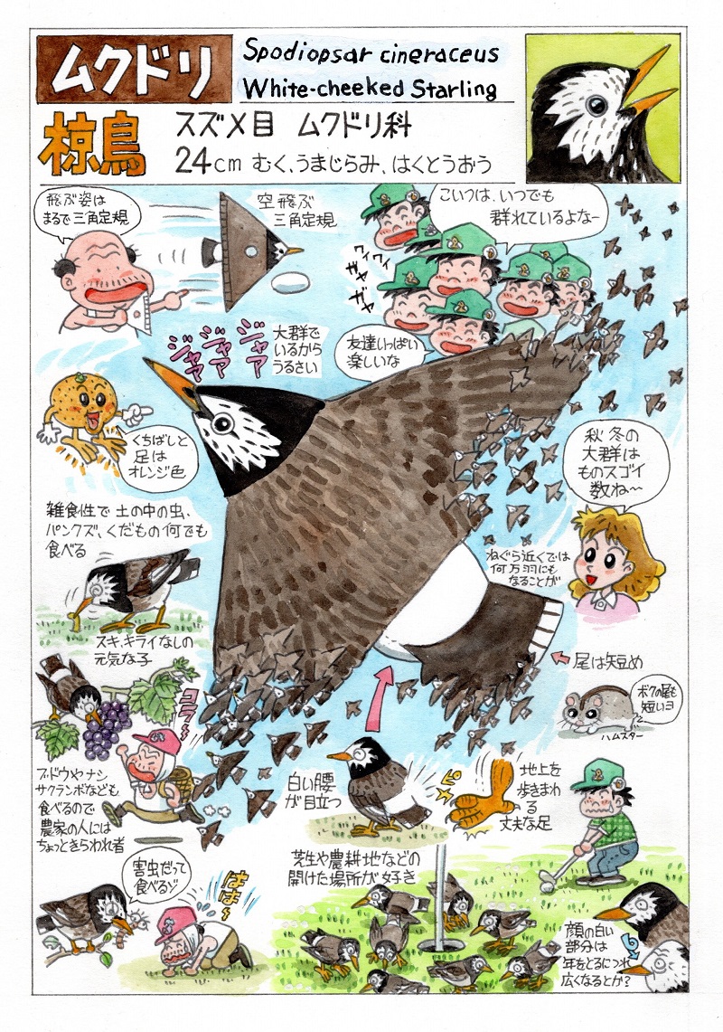 今日のオマケは「ムクドリ」。 