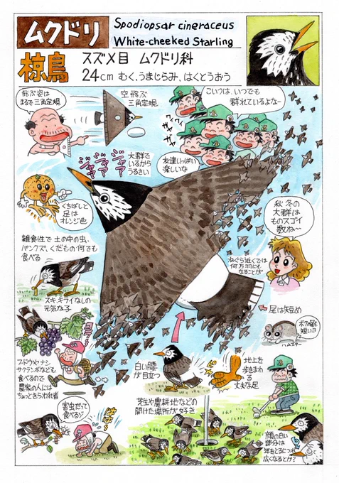 今日のオマケは「ムクドリ」。 