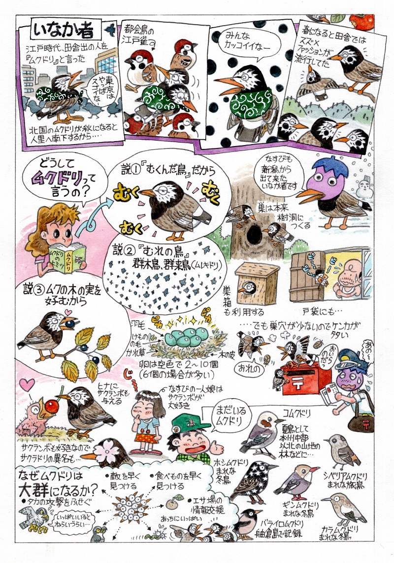 今日のオマケは「ムクドリ」。 
