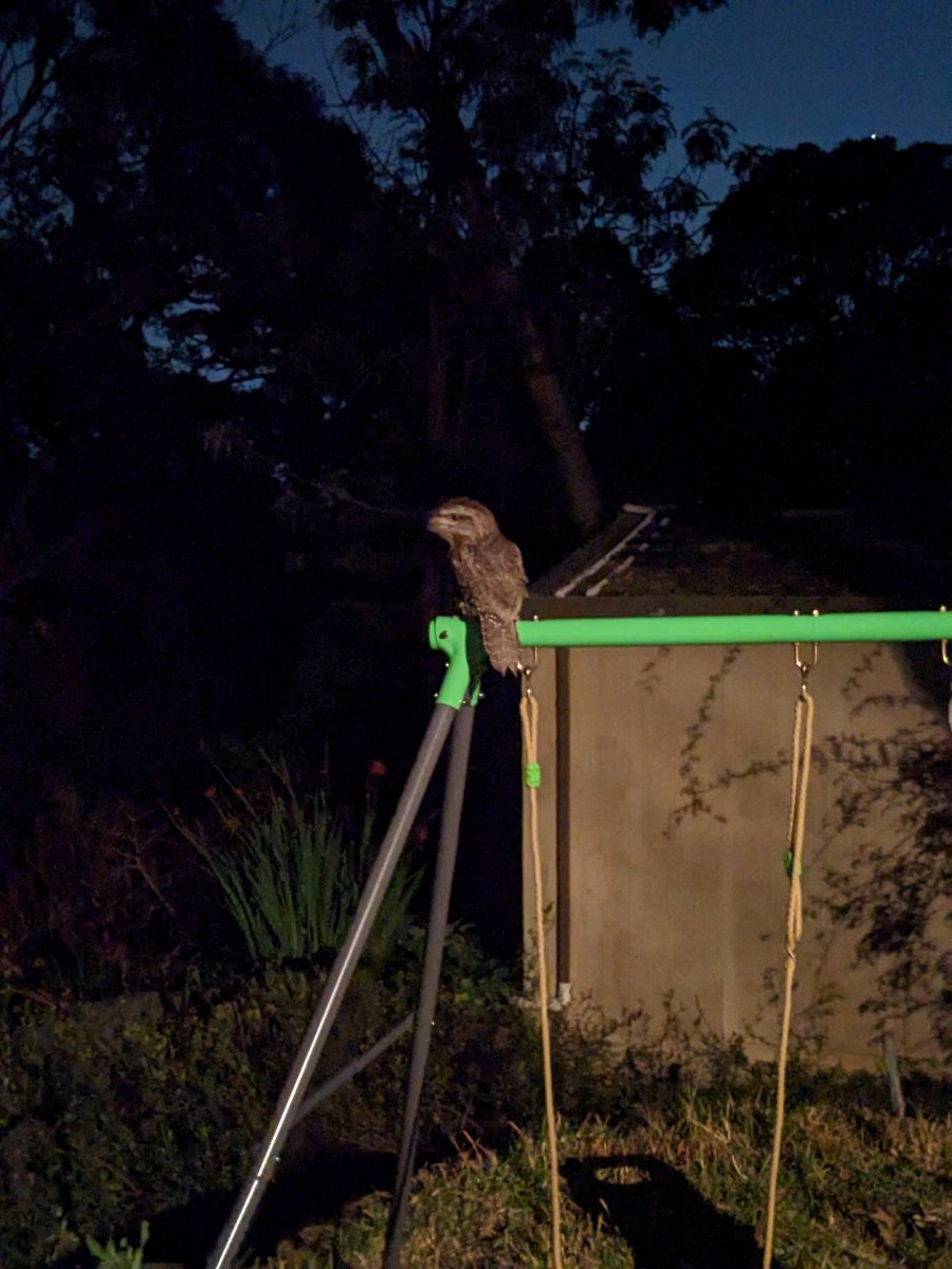 Night frewn in the backyard #frogmouth