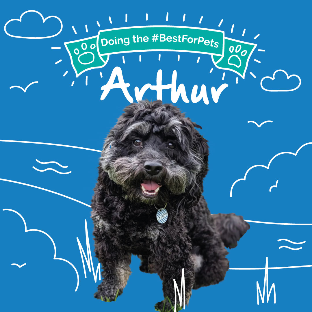healthypetclub's tweet image. 🐶 Congratulations to our September pet of the month, Arthur! 🐶

#dogsoftwitter #dogadvice #bestforpets #petofthemonth