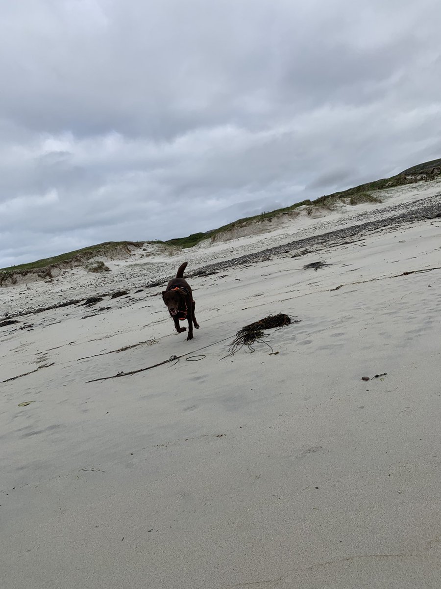 Zoomies on south beach Vatersay 🥰 #vatersay #outerhebrides #SCOTLAND #hebrideanway #visitscotland