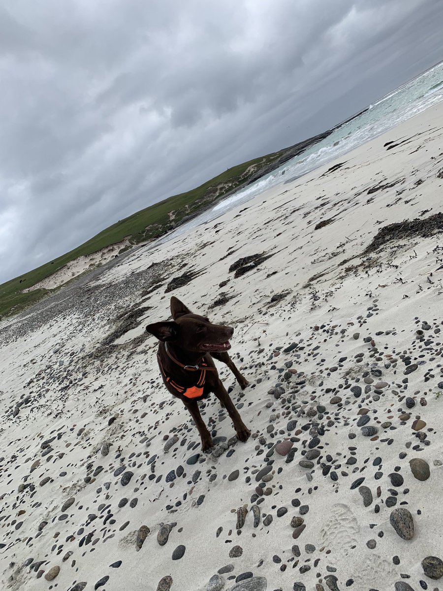 iamislay's tweet photo. Zoomies on south beach Vatersay 🥰 #vatersay #outerhebrides #SCOTLAND #hebrideanway #visitscotland https://t.co/B6jX9rA9oa