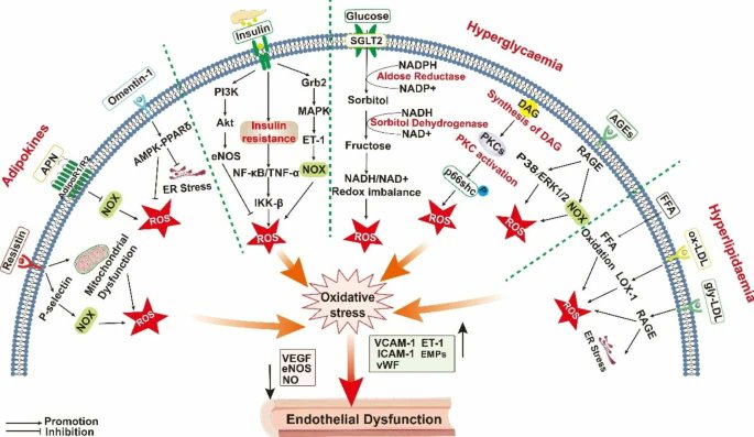 Dejá de repetir que LDL es "la causa" de aterosclerosis y empezá a estudiar

Si vemos el cuadro global, LDL es un actor mas, de una obra compleja

Incluso ingresa al escenario, una vez terminada la primer escena