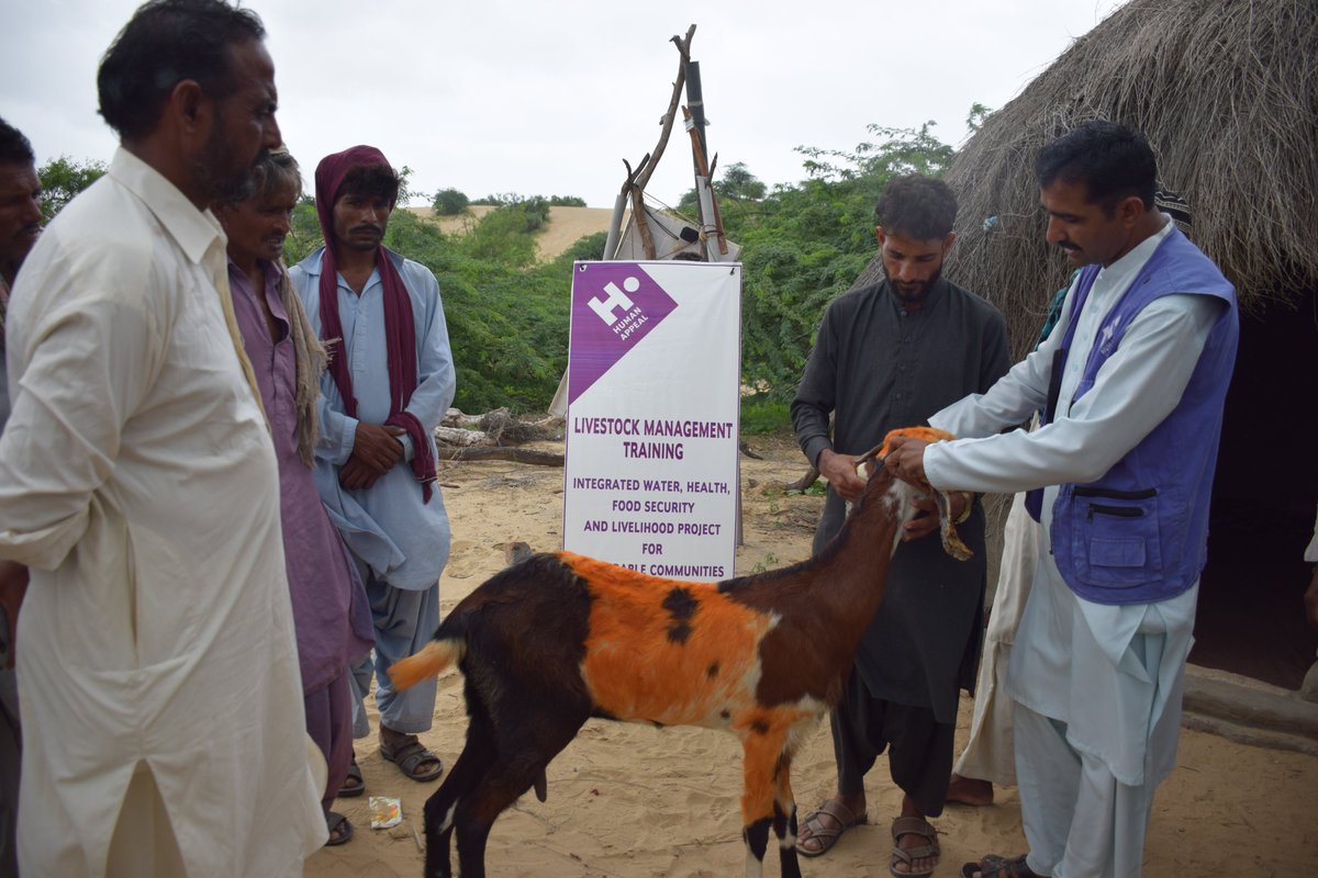 HumanAppealPK's tweet photo. We trained 145 local farmers on livestock management with a focus on increasing skills &amp; knowledge in Tharparkar. 
#tharparkar #livelihoodtraining https://t.co/DTYKr4aa0l