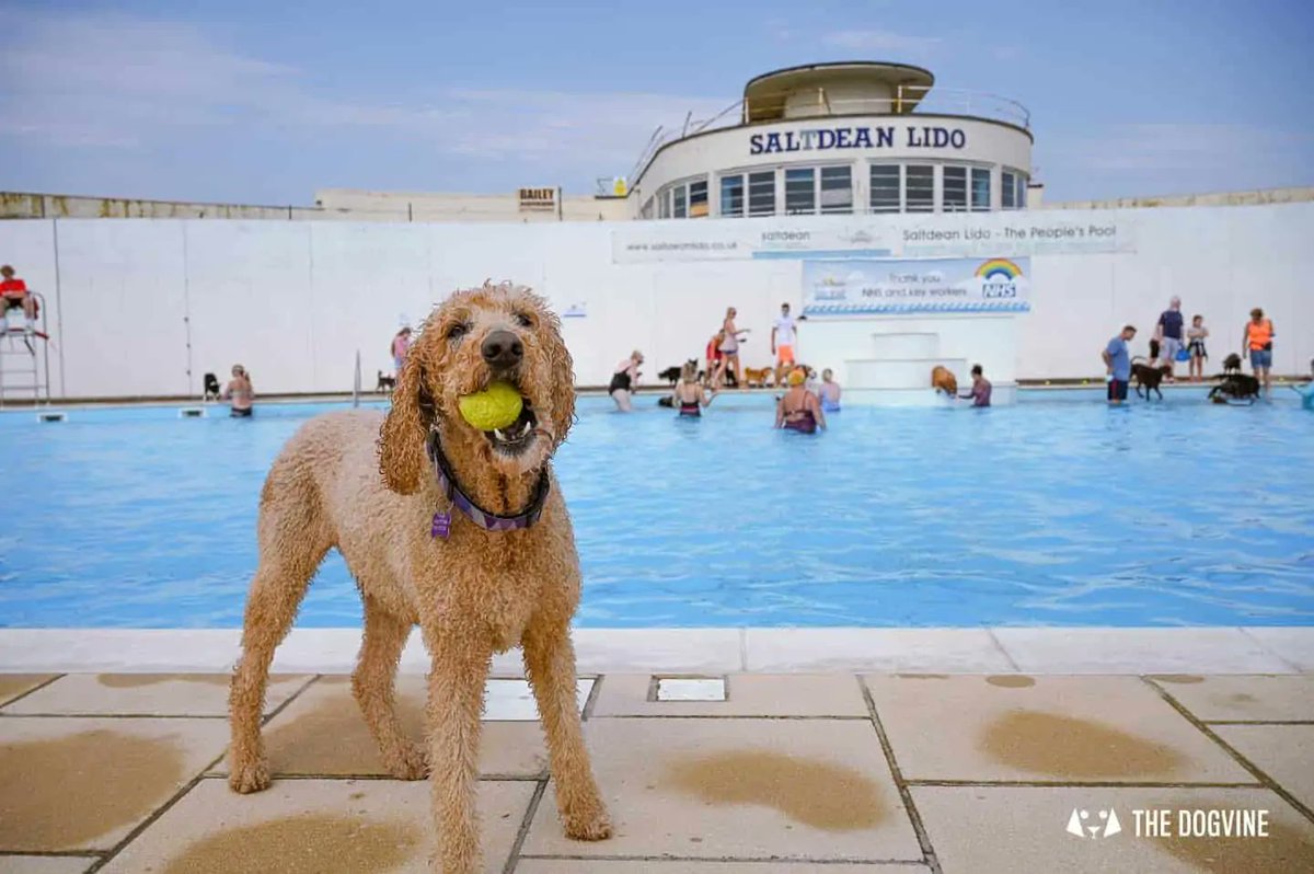 MewesVets's tweet photo. We're very proud to be supporting @SaltdeanLido's excellent annual #Dogtember festival over the next 4 weekends. Doggy swimming, grass for zoomies & loads of stalls too! For more info & link to tickets: https://t.co/WXk2por6KT (Pics: @TheDogvine). See you there! #Saltdean #Sussex https://t.co/BorQzAl2Kl