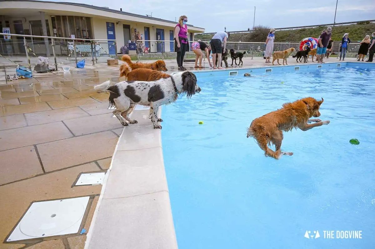 MewesVets's tweet photo. We're very proud to be supporting @SaltdeanLido's excellent annual #Dogtember festival over the next 4 weekends. Doggy swimming, grass for zoomies & loads of stalls too! For more info & link to tickets: https://t.co/WXk2por6KT (Pics: @TheDogvine). See you there! #Saltdean #Sussex https://t.co/BorQzAl2Kl