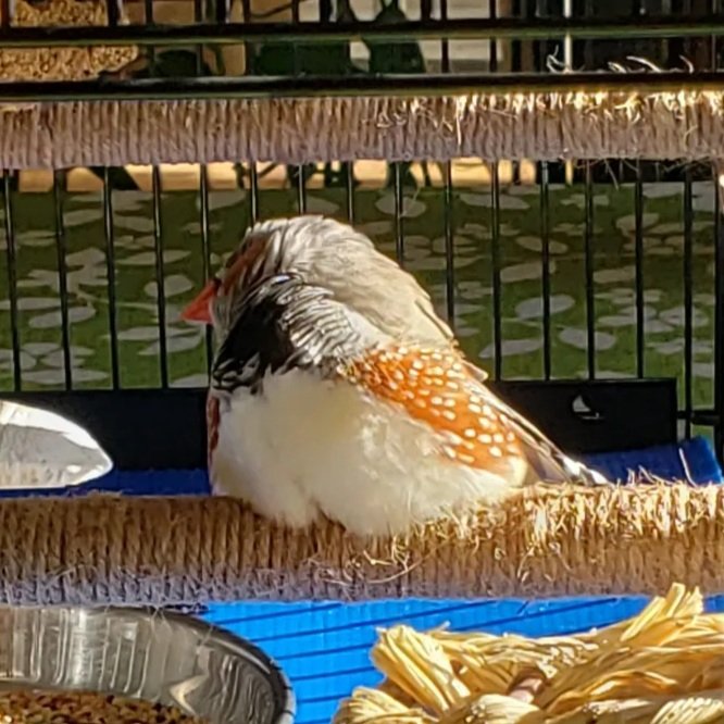 budgiesbudgies's tweet photo. I'm love and I'm found ☀️🐦🤎
#imlove #carefor #tenderness https://t.co/STMIq1pXYh