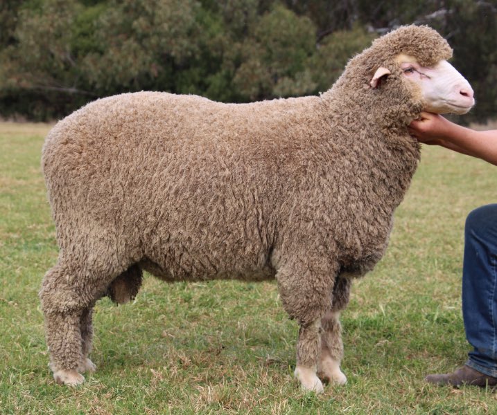 haddonrigstud tweet media