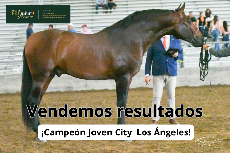 PREmium_Horses's tweet photo. #NOBLE DE #MARENGO ❤️ CAMPEÓN JOVEN DEL CONCURSO❤️ en Los Angeles, vendido a nuestros amigos de Rancho El Marengo de USA 🇺🇸🇺🇸🇺🇸
Enhorabuena y a seguir disfrutando. 👏🏽
🐴 Estilo PREmium 🇪🇸
📲 (+34) 696 94 23 54
📩 info@seleccionpremiumhorses.com
#seleccionpremiumhorses https://t.co/Wmv6YWJALw