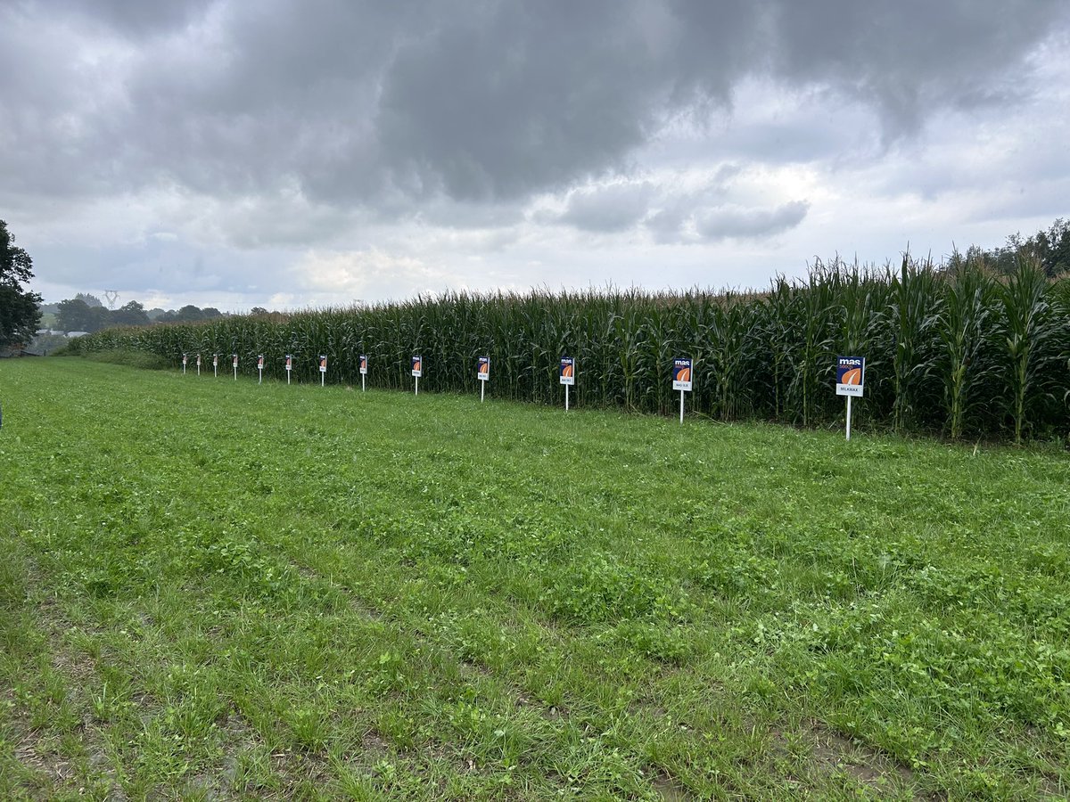 BrightMaize's tweet photo. A great trip away visiting @MASSeeds trials in Belgium and Luxembourg last week! 🇧🇪🌽🇱🇺👌

As ever, some interesting developments coming this way! 👍

#farming #agriculture https://t.co/GO6oegbNVO