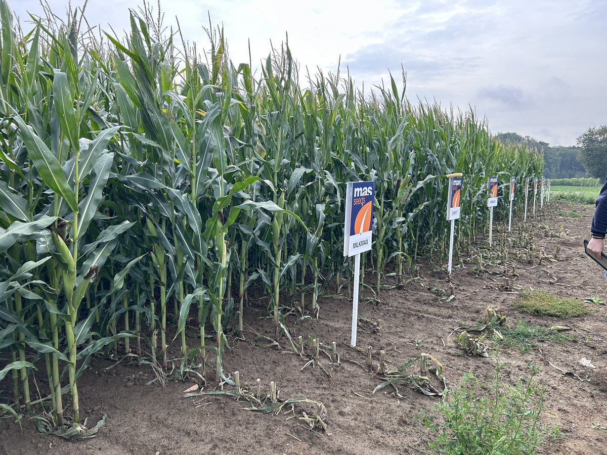 BrightMaize's tweet photo. A great trip away visiting @MASSeeds trials in Belgium and Luxembourg last week! 🇧🇪🌽🇱🇺👌

As ever, some interesting developments coming this way! 👍

#farming #agriculture https://t.co/GO6oegbNVO