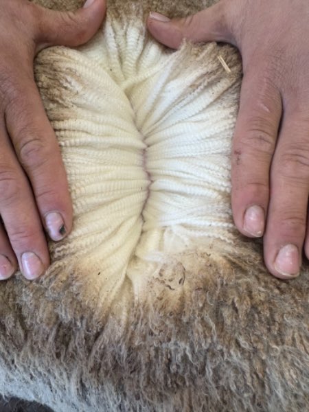 haddonrigstud tweet media