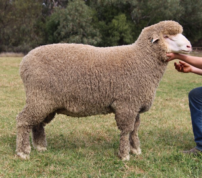 haddonrigstud tweet media