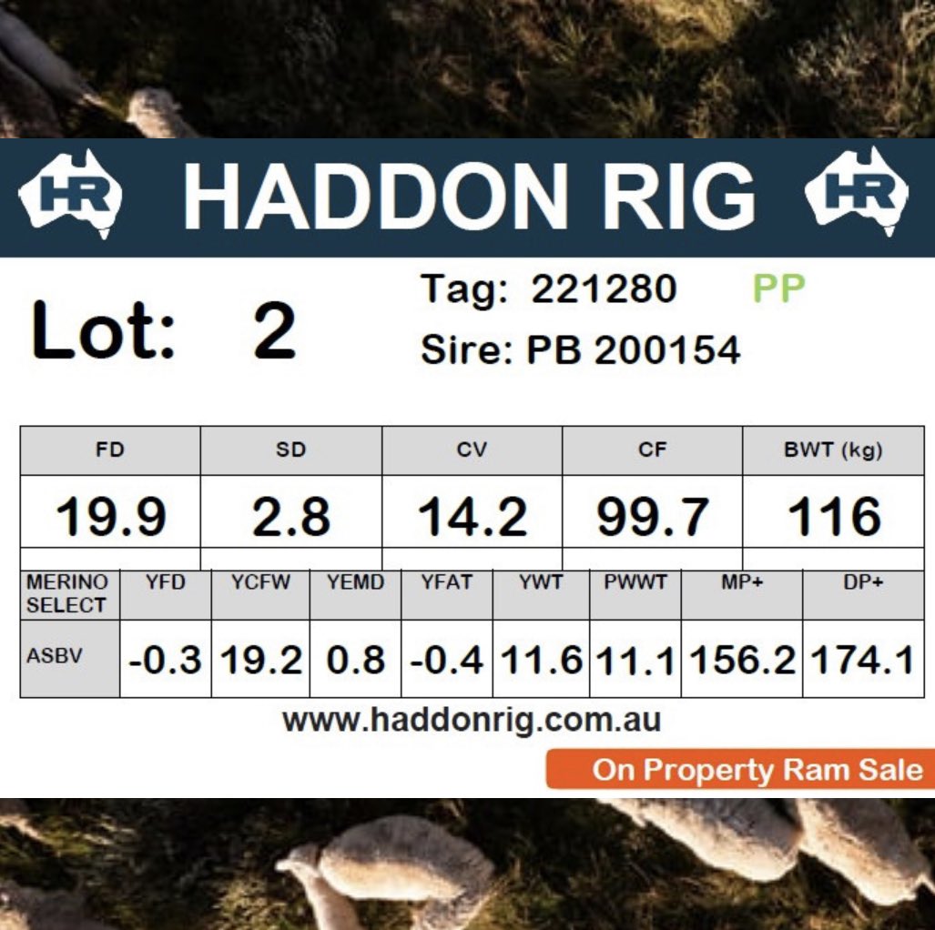 haddonrigstud tweet media