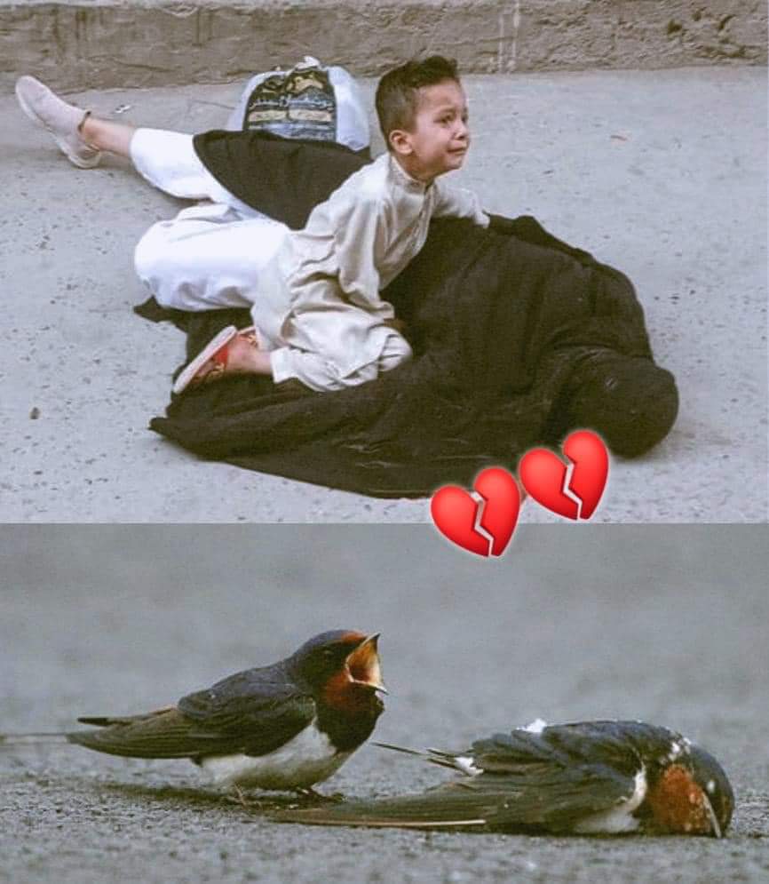 مینګوره بڼ کښې دغه ښځه نن دَ ماشوم زوي په وړاندې په ډزو  وويشتل  شوه. دا د مینګورې مصروفه ښار دے چي په رڼا ورځ پکښې داسې واقعه وشوه. 
داسې پېښې ګواهي ورکوي چې د دې دور انسانان کله هم اشرف المخلوقات نۀ دي