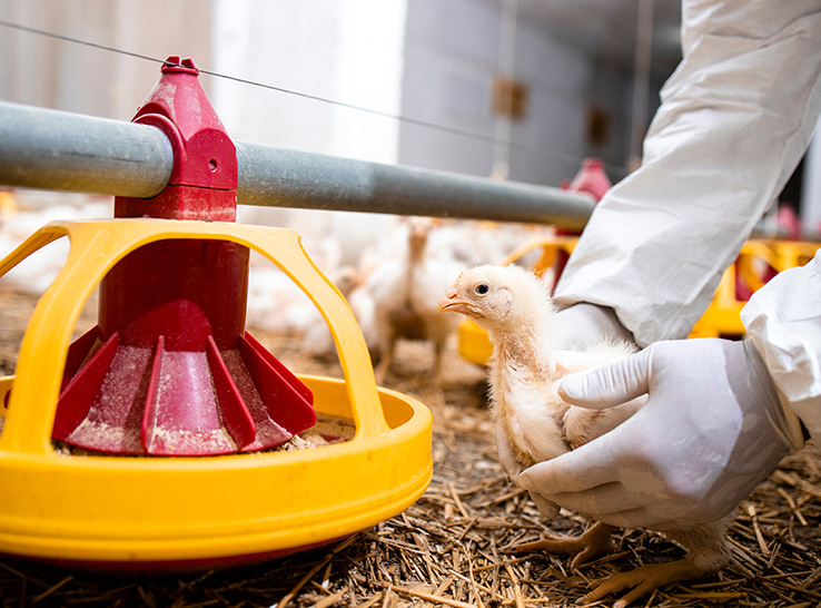ModernPoultry's tweet photo. University of Georgia research shows that pen enrichments change the behavior of broiler breeders on skip-a-day feeding programs, used to manage bird bodyweight. https://t.co/qv2aWdHsUh
#poultry #animalhealth #AnimalWelfare @universityofga https://t.co/NVbxT3oLqR