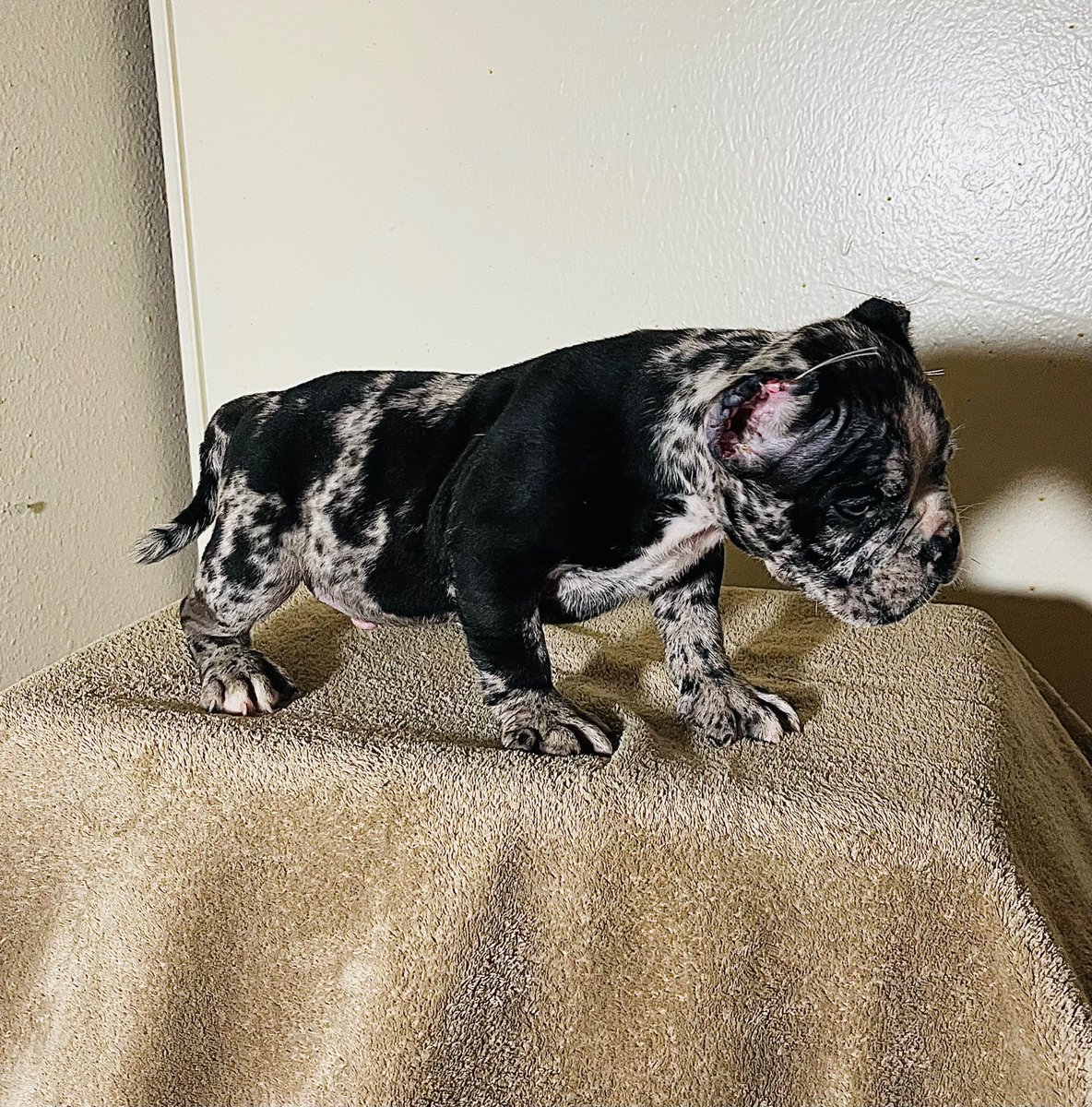 BamboodaChief's tweet photo. This boy right here crazy…. They be wanting exotic well tap in we got em… https://t.co/asKd1zIFvx