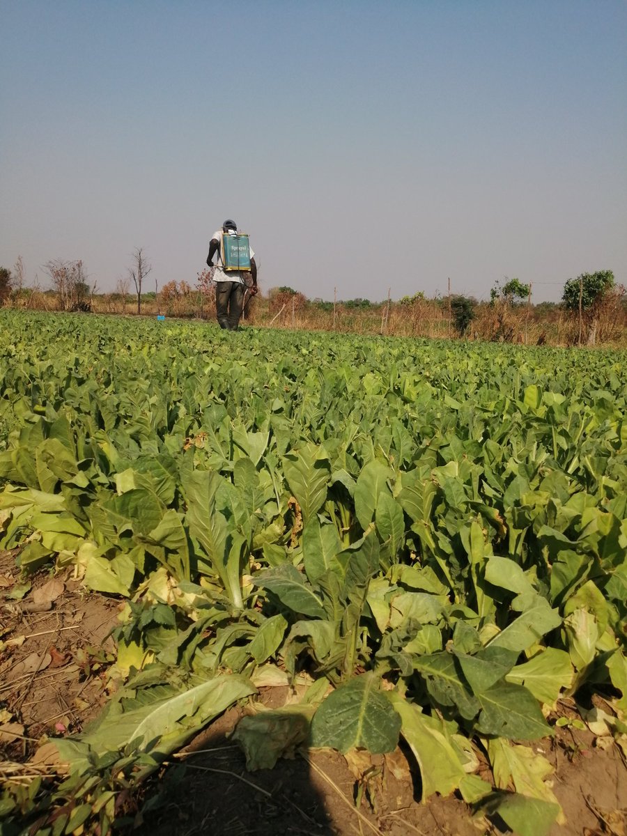 rangamudzi's tweet photo. Day 10 of hardening...
Agriculture is a proffession of hope
#farmer https://t.co/MfjmNp4Vdf