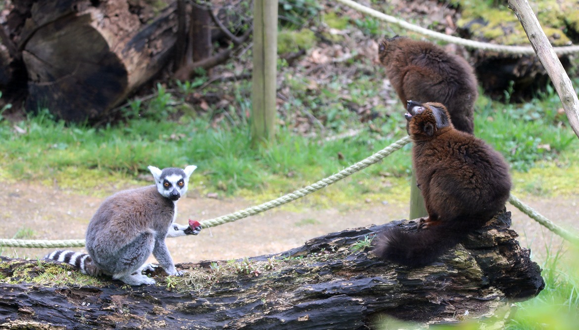 Our red-bellied and ring-tailed lemurs are back on show following the renovations in their indoor enclosures 🔨 Top tip: Lemurs love to lounge outside in the sunshine so keep an eye out for them in their outdoor enclosure over the coming days 🌞