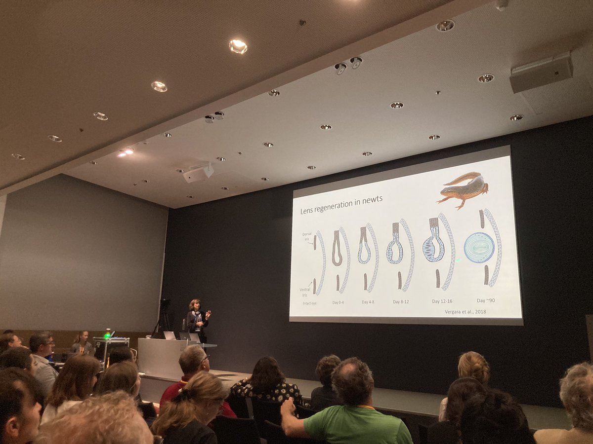 MaxYunLab's tweet photo. Excellent presentation #ISRB2023 by our super collaborator Katia @KTsonis on #newt lens regeneration! @asimonstockholm @JovenAraus https://t.co/EhYY4zML8i