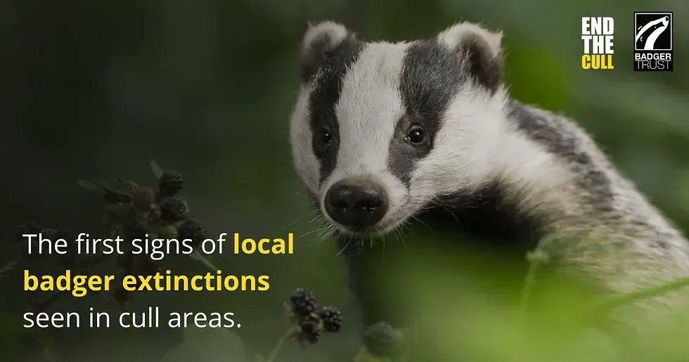 ⚠️ England's intensive #badgercull continues as the first signs of local badger extinction seen in cull areas.

@GOVUK backtracks on plans to stop in 2025. 

Find out how YOU can act for badgers > buff.ly/3qR14N4 
 🔄  Pls share #EndtheCull