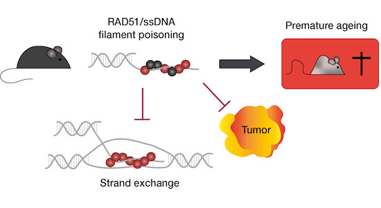 Is loss of RAD51 function pro-tumorigenic like other HR factor mutations? 
New mouse model reveals a premature aging, but anti-tumorigenic effect of dominant-negative SMRAD51 expression!
@GabrielMatosRo5 <a href="/Bernard_S_Lopez/">Bernard Lopez</a> <a href="/Martini_emm/">Emmanuelle martini</a> et al
embopress.org/doi/full/10.15…