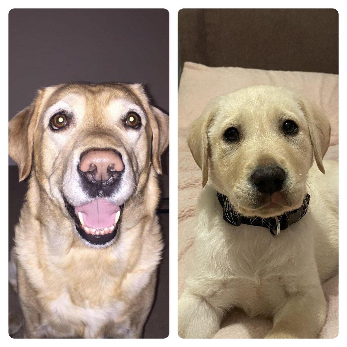 anthonyhasson2's tweet photo. @DogLovers03 We lost our Bailey in January and Chester entered our lives in March and healed us a little! Bailey will never be forgotten though but our lives move on with Chester, if you can give a dog a good life then do it! https://t.co/dfxYewPtYO