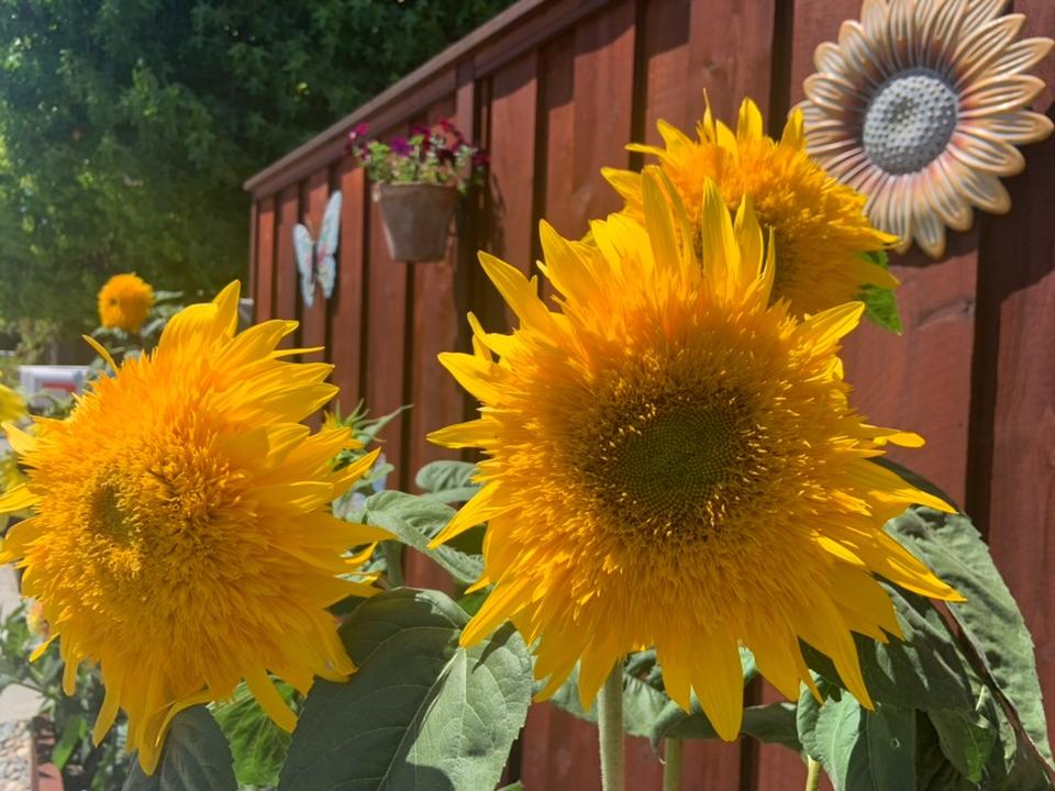 A new moment was just added on Metablox.co - check it out here: metablox.co/moment/1462. 
#web3 #Memories #nfts #OnPolygon #blockchain