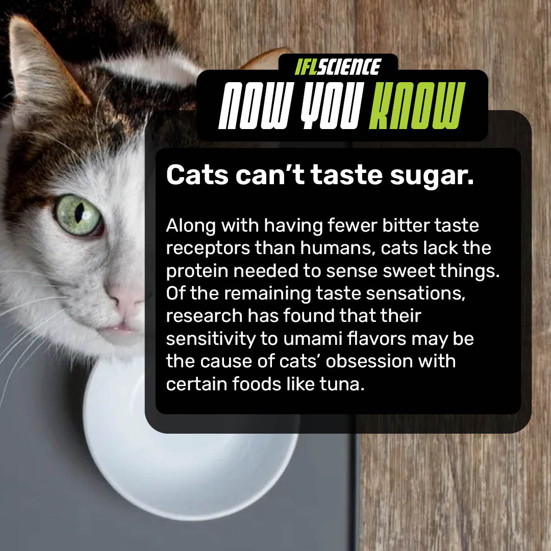 IFLScience's tweet photo. Did you know cats don't have the protein required to sense sweet flavors?

Read more here: https://t.co/76mZs7aaCn https://t.co/2d8NO0rWSq
