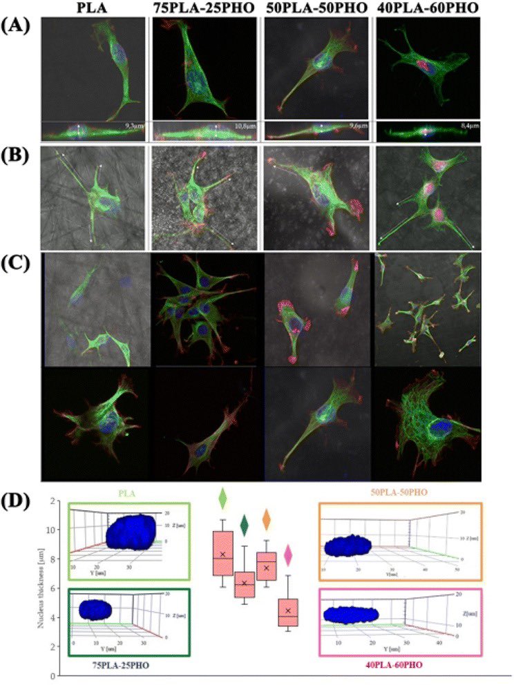 CPS Ireland (@cps_ireland) on Twitter photo New publication from our <a href="/BioICEP_IMGGE/">BioICEP_IMGGE</a> partners in collaboration with institutions in Serbia and Poland. Blends of PLA/PHO were produced, resulting in a material with enhanced mechanical properties and potencial to be used as biocompatible scaffolds.
pubs.rsc.org/en/content/art… New publication from our <a href="/BioICEP_IMGGE/">BioICEP_IMGGE</a> partners in collaboration with institutions in Serbia and Poland. Blends of PLA/PHO were produced, resulting in a material with enhanced mechanical properties and potencial to be used as biocompatible scaffolds.
pubs.rsc.org/en/content/art…