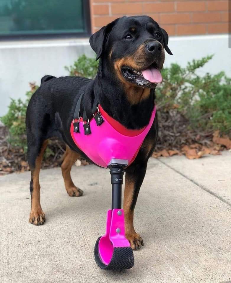 DogLovers03's tweet image. Send him some love 💕