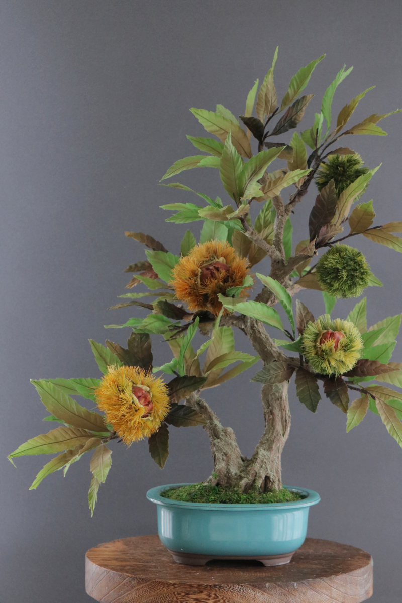 Oh_Bonsai's tweet photo. そろそろスーパーで #栗 をチラホラ見かけます。#盆栽 も栗はいかがでしょう。
こちらは、和紙・ワイヤー・樹脂粘土・絵具などを用いた手作り品。
https://t.co/b4TYqdDuVj

３か月毎に取替える #リース も提供しています、ご予約の上、赤坂の #ショールーム にて作品を一部ご覧いただけます。
#bonsai https://t.co/QmMeZ8Wox0