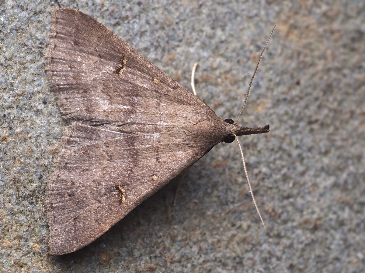 another batch of micromoths! all of these have “snouts” formed by the pair of labial palps