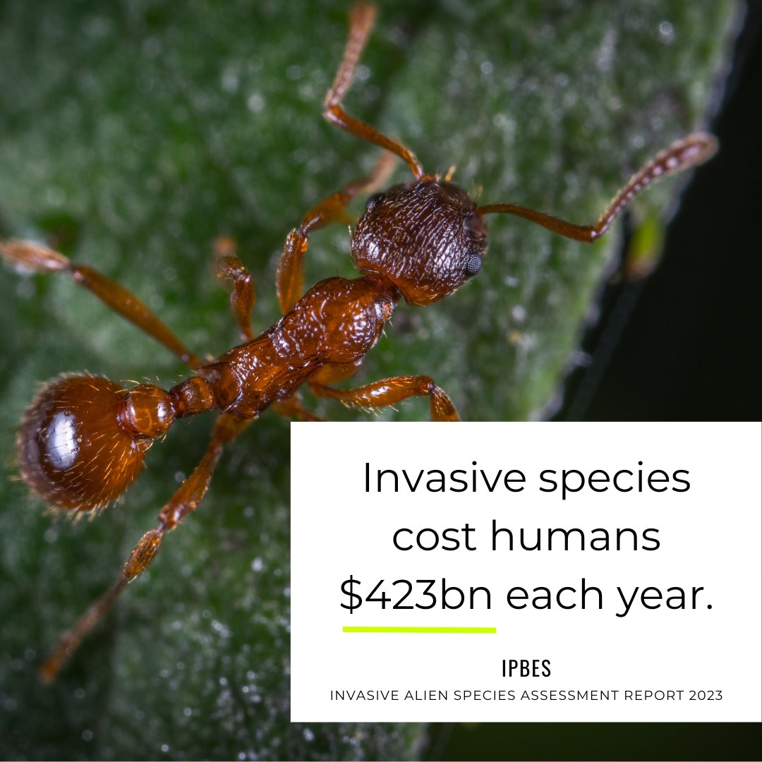 The new report by <a href="/IPBES/">ipbes</a> reveals that alongside dramatic changes to biodiversity and ecosystems, the global economic cost of invasive alien species exceeded $423 billion annually in 2019.

#biodiversity #conservation #speciesprotection