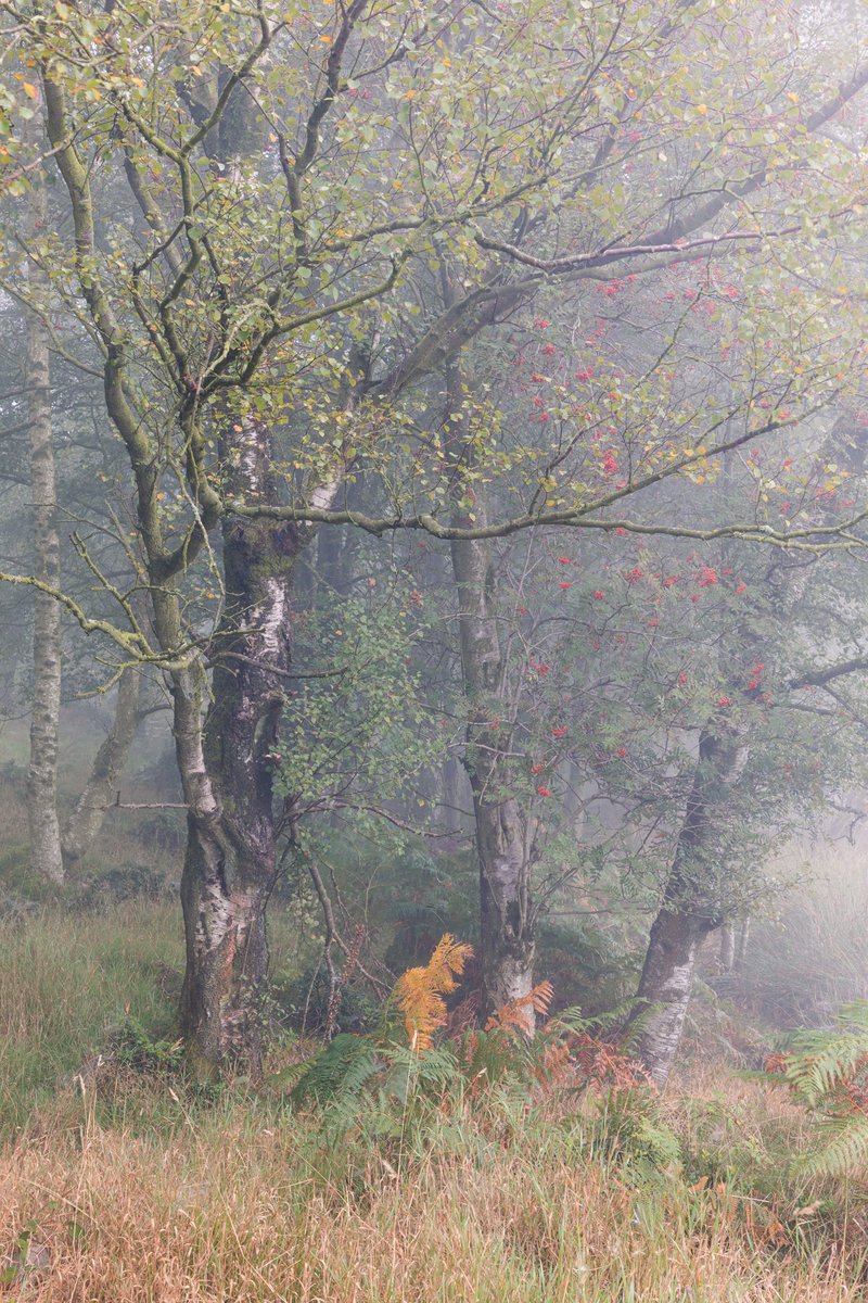 A late summer dream. A morning amongst the trees. Always such a delight. This one was much needed. Creativity with the camera has been fleeting this year. But this series represents growth, so it's not all bad.

I've published an essay over on my website all about catharsis.