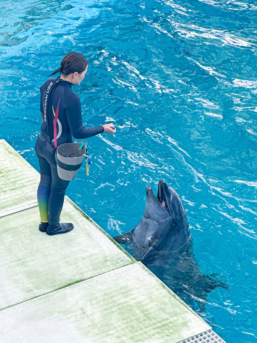 chamP26rin's tweet photo. シーパラ イルカちゃんログ🐬🫧 https://t.co/j5B0LltyBV
