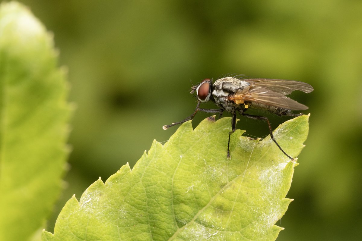 Entomological Society of Canada tweet media