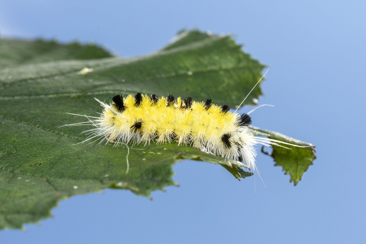 Entomological Society of Canada tweet media