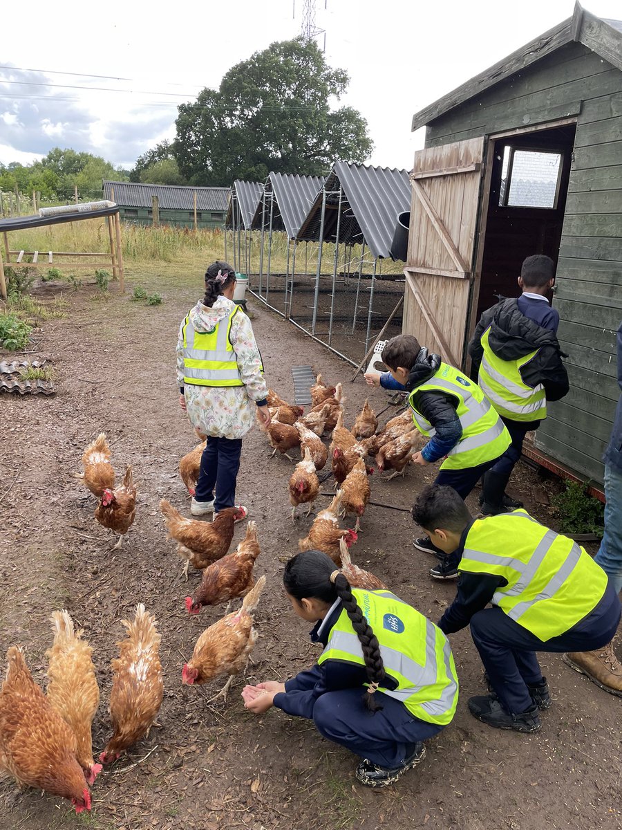 Y4stsilasREMAT's tweet photo. A fantastic trip to end the school year with the @CountryTrust. We had the amazing opportunity to feed lambs, collect eggs from the chicken coops and get involved in lots of other farm related activities!  🐑🐄🐓#SilasEnrichment #LifeOnAFarm https://t.co/0apNG9CgHP
