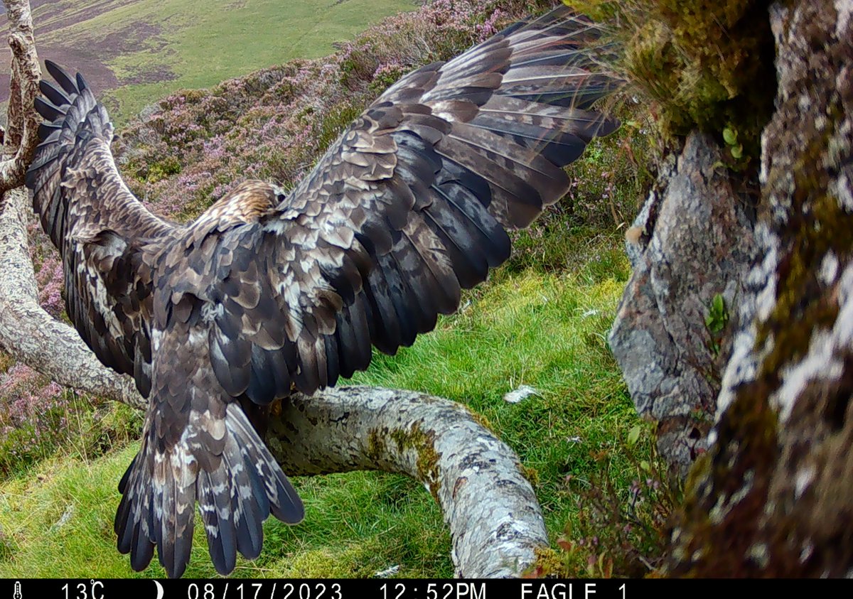 Great to capture some fantastic golden #eagle shots on a trail camera at Mar Lodge. Photos show the golden head of the eagle beautifully. Interesting to see two birds perching together and a deer grazing alongside the eagle. @N_T_S @RSPBbirders